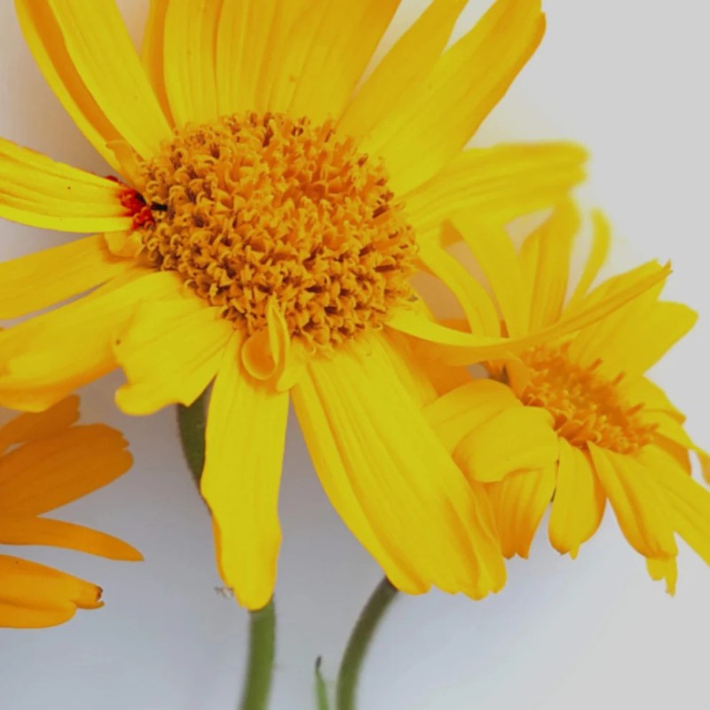 tłoczony na zimno olej z arniki