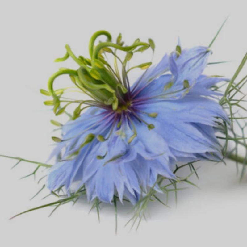 nigella sativa zimno tłoczony olej