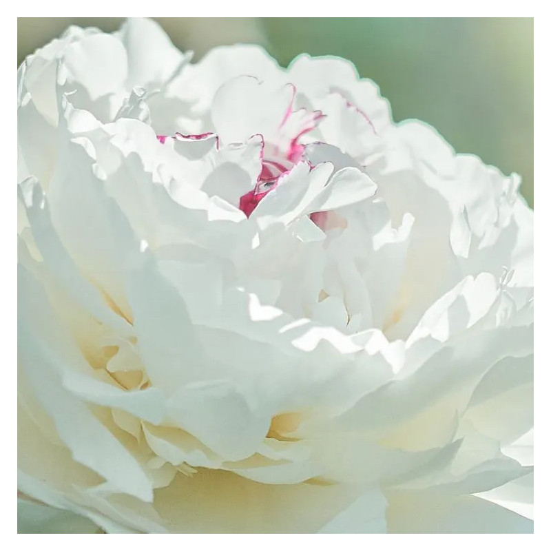 NAWILŻAJĄCY KREM DO TWARZY "PEONY" NA DZIEŃ