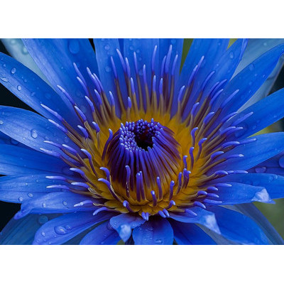 KREM POD OCZY 4 W 1 "BLUE LOTUS - EUPHRASIA"