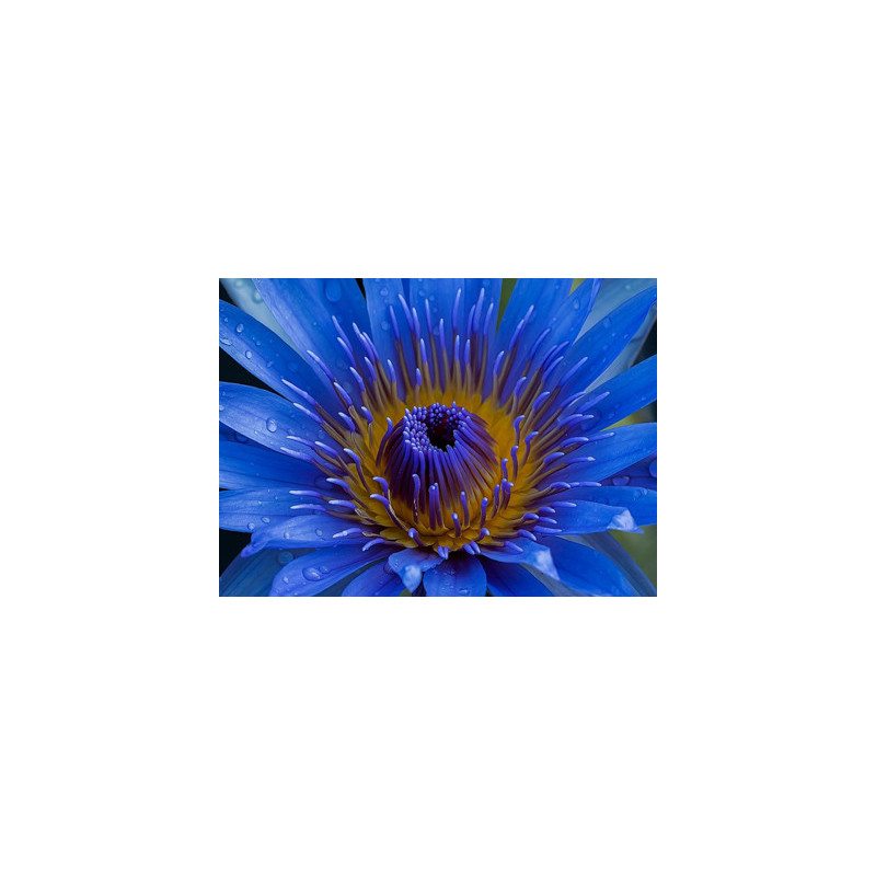 KREM POD OCZY 4 W 1 "BLUE LOTUS - EUPHRASIA"