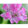 ROZŚWIETLAJĄCY KREM NA DZIEŃ "GERANIUM - ALOES"