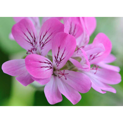 ROZŚWIETLAJĄCY KREM NA DZIEŃ "GERANIUM - ALOES"