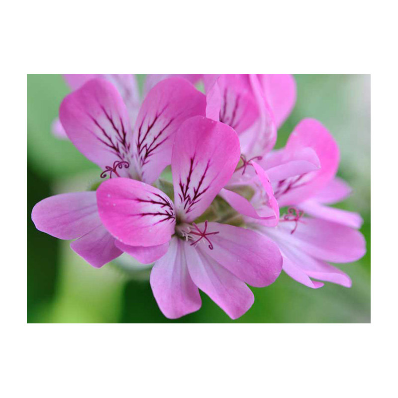 ROZŚWIETLAJĄCY KREM NA DZIEŃ "GERANIUM - ALOES"