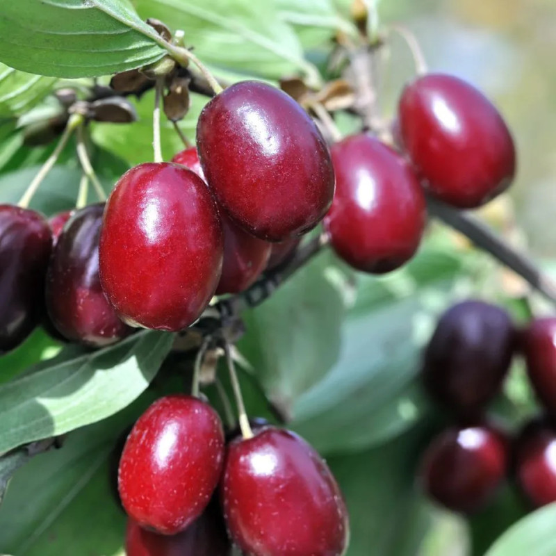 KREM ANTI-AGING UJĘDRNIAJĄCY NA DZIEŃ "CORNELIAN CHERRY"