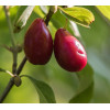 INTENSYWNIE REGENERUJĄCY KREM NA NOC "CORNELIAN CHERRY"