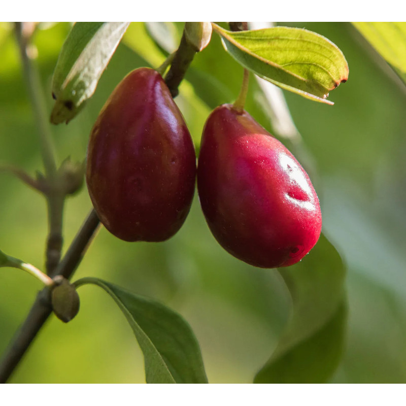 INTENSYWNIE REGENERUJĄCY KREM NA NOC "CORNELIAN CHERRY"