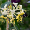 MASŁO DO CIAŁA EVERLASTING FLOWER & HONEYSUCKLE