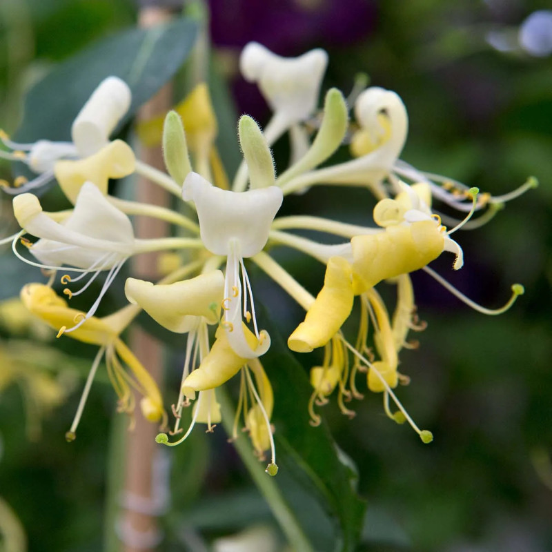 MASŁO DO CIAŁA EVERLASTING FLOWER & HONEYSUCKLE