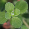 VERBENA & MARJORAM BODY LOTION