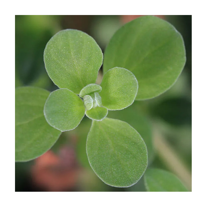 VERBENA & MARJORAM BODY LOTION