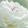 PEELING DO TWARZY I UST "PEONY"