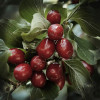 SERUM DO TWARZY "OLYMPUS CORNELIAN CHERRY "