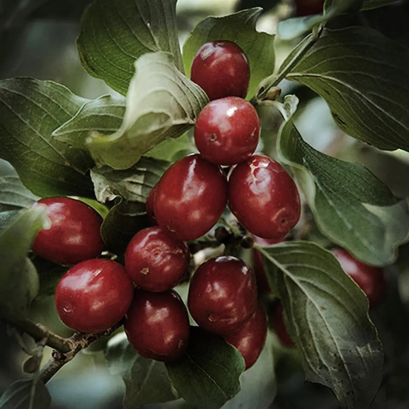 SERUM DO TWARZY "OLYMPUS CORNELIAN CHERRY "