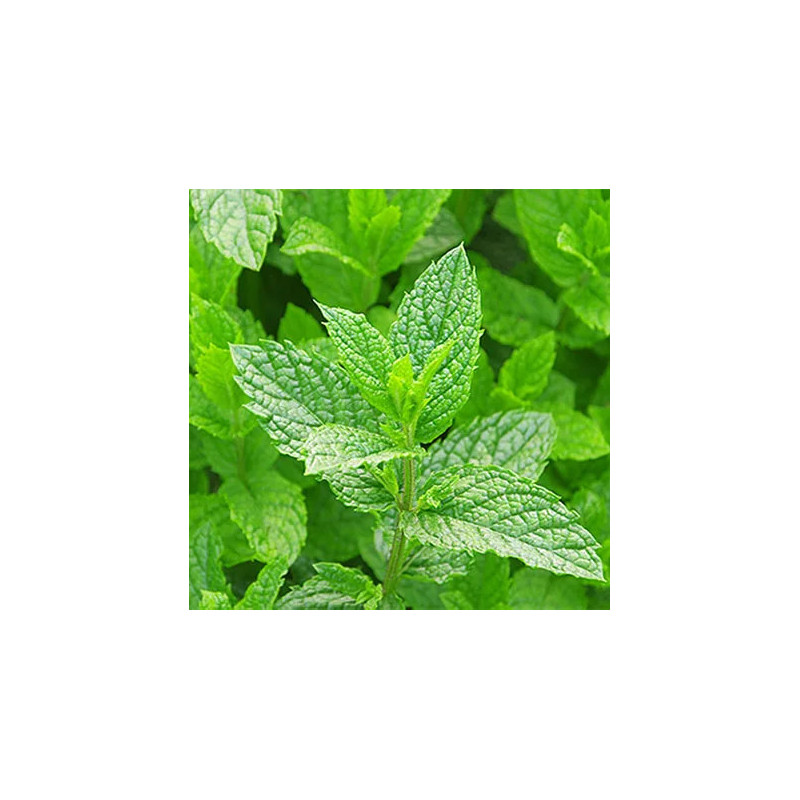 ŻEL POD PRYSZNIC "HERBAL RAIN"