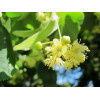 SZAMPON "OLYMPUS TILIA BLOSSOM"