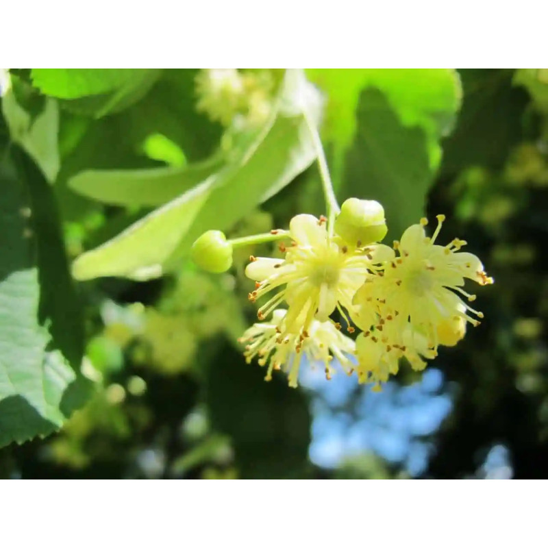 SZAMPON "OLYMPUS TILIA BLOSSOM"
