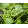 SZAMPON "NETTLE & THYME"