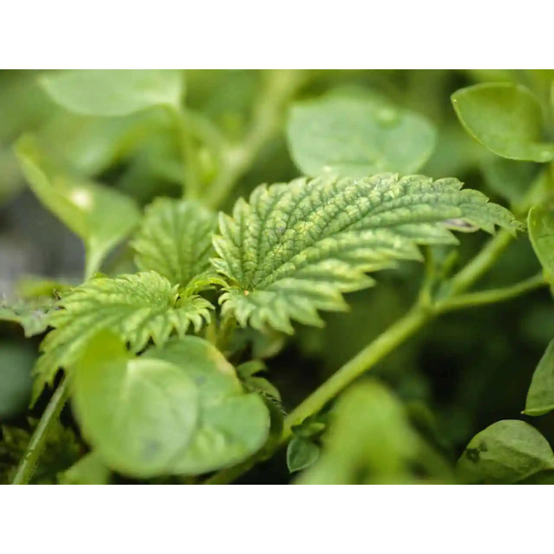 SZAMPON "NETTLE & THYME"