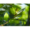 SZAMPON "DAPHNE’S LEAVES"