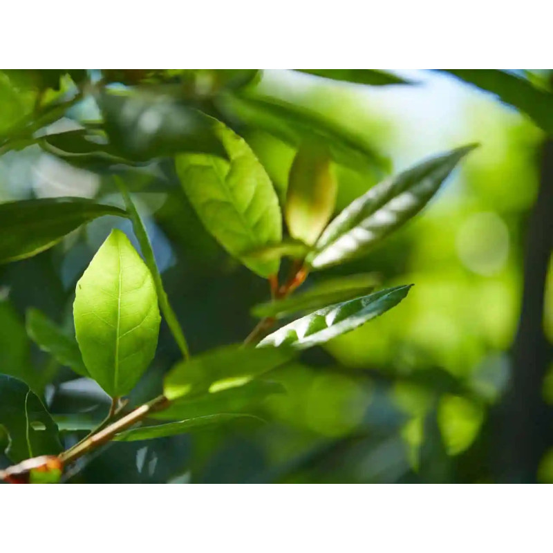 SZAMPON "DAPHNE’S LEAVES"