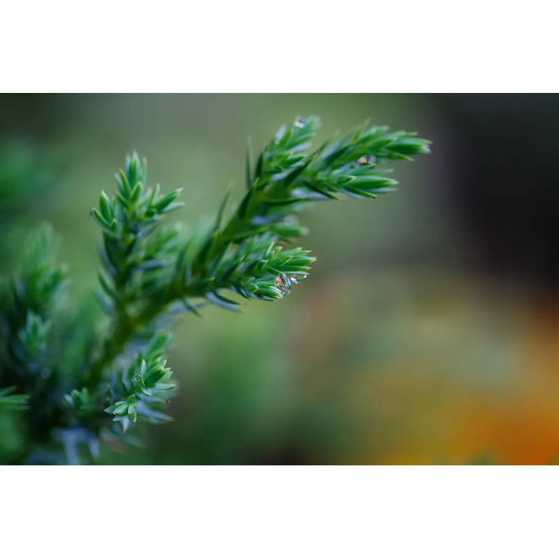 ŻEL POD PRYSZNIC "JUNIPER BERRY & SEA BUCKTHORN LEAVES"