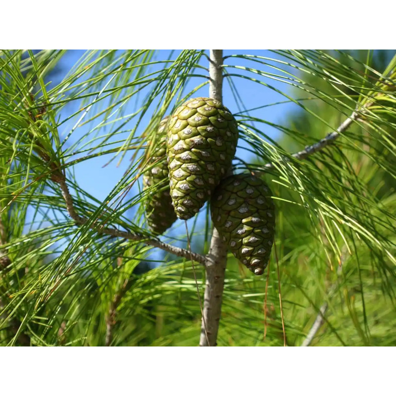SZAMPON DLA MĘŻCZYZN "MINT & PINE"