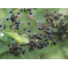 ODŻYWKA DO WŁOSÓW I BRODY "BLACK ELDER"
