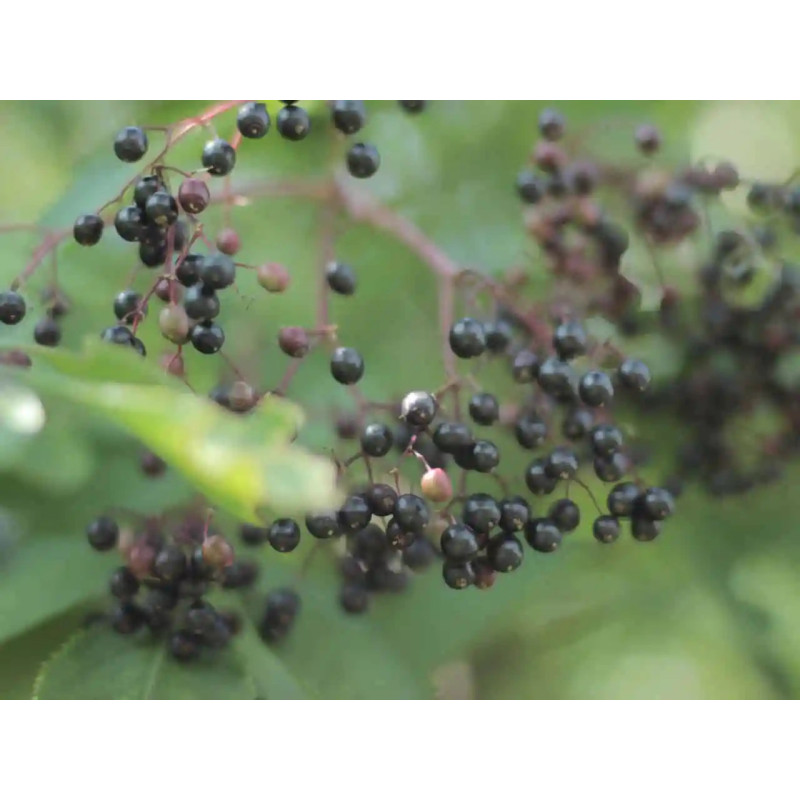 ODŻYWKA DO WŁOSÓW I BRODY "BLACK ELDER"