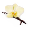 Balsam do Ust "Vanilla" – 100% Organicznych składników. Naturalna Pielęgnacja